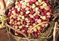 Kola Nuts