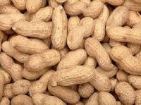 Groundnuts