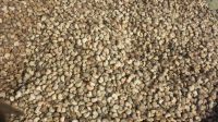 Raw Cashew Nut - Top Grades Quality | Orgin = Africa Region 