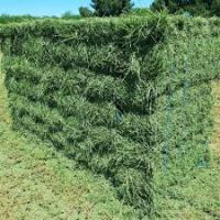 Alfalfa hay bales for sale