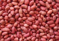 Raw Quality Peanuts for sale