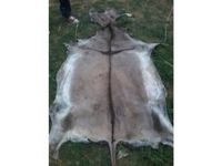 Best Quality Dry and Wet Salted Donkey Hides