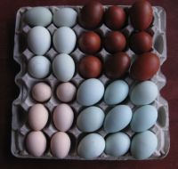 Normal and Hatchable chicken eggs