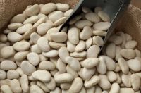 white kidney beans / butter bean / white bean