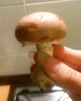 High quality champignon whole mushroom