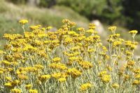 Immortelle essential oil (Helichrysum italicum)