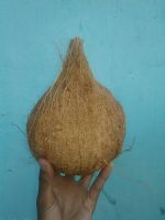 mature coconut semi husk