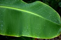 Banana leaf