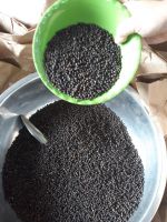 Black pepper