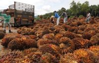 âPalm oil and Sunflower oil