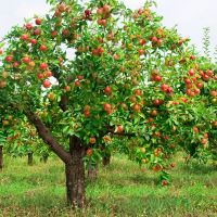 Tasmanian Apples Australia