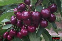 Tasmanian Cherries