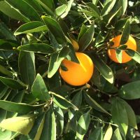 Premium Australian Navel Oranges