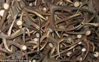 Caribou - Antler -for carving or crafts or chandeliers-  available in larger bulk quantities