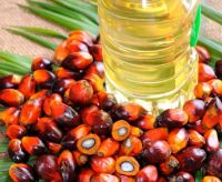Palm oil. Palm kernel oil. Refined and bottled oils and fats.