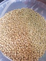 Soybeans seed
