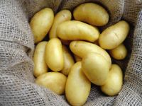 Fresh Potatoes