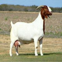 Beor Goats