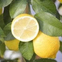 Fresh Lemons from South Africa