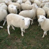 Awassi Sheep