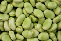 Broad Beans