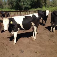 Pregnant Holstein Heifers Cattle