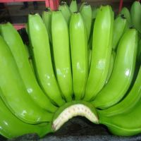 Cavendish Bananas