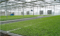 Tropical glass greenhouse for tomato plantation