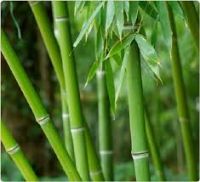 bamboo materials