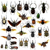 beetles and other insects for sale