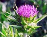 Best Quality Factory Supply Milk Thistle Extract