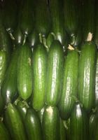 cucumber