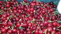 Short stem Turkish cherries 