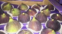 figs