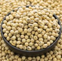 High Quality Premium Natural and Non- GMO Yellow Soybean Seeds / Soya Bean /Soy Beans in Bulk at Cheap Cost