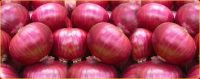 Fresh Indian Onions