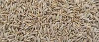  Indian Cumin Seeds/ Cassia Tora Seeds/ Cumin Seed Powder