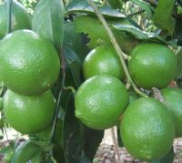 GREEN FRESH SEEDLESS LIME