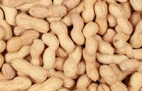 GROUNDNUT