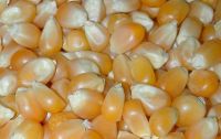 Yellow Corn/ Maize for Human Consumption and Animal Feed