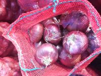 Fresh Onions