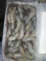 Ecuadorian Frozen Shrimp