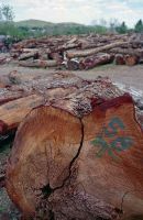 Hard Wood, Dabema, Tali, Okan, Ekop-beli, Doussie, Iroko, Padouk, Sipo, Sapelli wood logs/ sawn timber