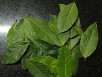 FRESH BAY LEAVES