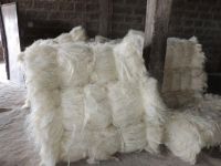 Raw sisal fiber