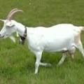 South down goat