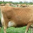 Jersey cattle