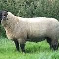 Sulfolk sheep