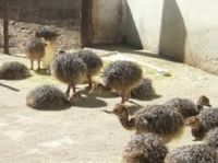 ostrich birds, ostrich eggs for sale