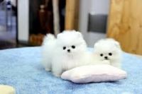 Charming.cute  Teacup Pomeranian Puppies For Adoption-,text 302-400-5220  